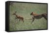 Cheetah Chasing Impala Foal in Grass-DLILLC-Framed Stretched Canvas