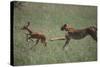 Cheetah Chasing Impala Foal in Grass-DLILLC-Stretched Canvas