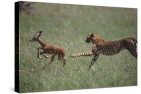 Cheetah Chasing Impala Foal in Grass-DLILLC-Stretched Canvas