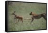 Cheetah Chasing Impala Foal in Grass-DLILLC-Framed Stretched Canvas