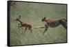 Cheetah Chasing Impala Foal in Grass-DLILLC-Framed Stretched Canvas