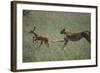 Cheetah Chasing Impala Foal in Grass-DLILLC-Framed Photographic Print