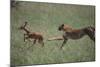 Cheetah Chasing Impala Foal in Grass-DLILLC-Mounted Photographic Print