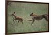 Cheetah Chasing Impala Foal in Grass-DLILLC-Framed Photographic Print