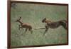 Cheetah Chasing Impala Foal in Grass-DLILLC-Framed Photographic Print