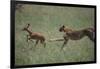 Cheetah Chasing Impala Foal in Grass-DLILLC-Framed Photographic Print