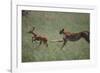 Cheetah Chasing Impala Foal in Grass-DLILLC-Framed Photographic Print