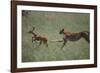 Cheetah Chasing Impala Foal in Grass-DLILLC-Framed Photographic Print