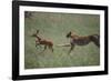 Cheetah Chasing Impala Foal in Grass-DLILLC-Framed Photographic Print