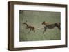 Cheetah Chasing Impala Foal in Grass-DLILLC-Framed Photographic Print