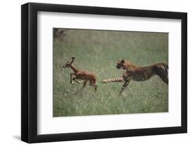 Cheetah Chasing Impala Foal in Grass-DLILLC-Framed Photographic Print