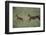 Cheetah Chasing Impala Foal in Grass-DLILLC-Framed Photographic Print