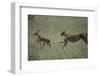 Cheetah Chasing Impala Foal in Grass-DLILLC-Framed Photographic Print