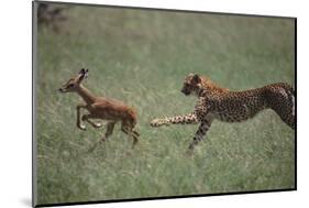 Cheetah Chasing Impala Foal in Grass-DLILLC-Mounted Photographic Print