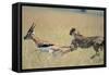 Cheetah Chasing Thomson's Gazelle-Paul Souders-Framed Stretched Canvas