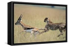 Cheetah Chasing Thomson's Gazelle-Paul Souders-Framed Stretched Canvas