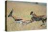 Cheetah Chasing Thomson's Gazelle-Paul Souders-Stretched Canvas