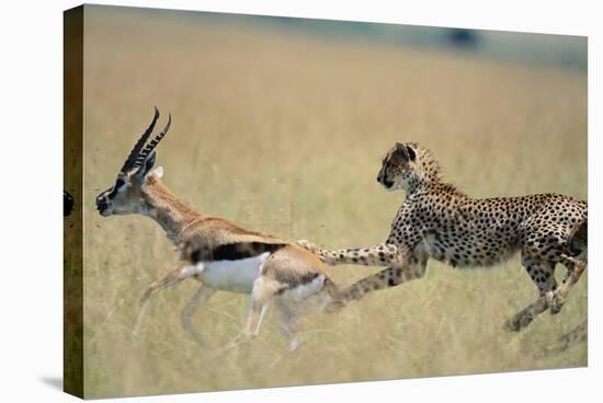 Cheetah Chasing Thomson's Gazelle-Paul Souders-Stretched Canvas