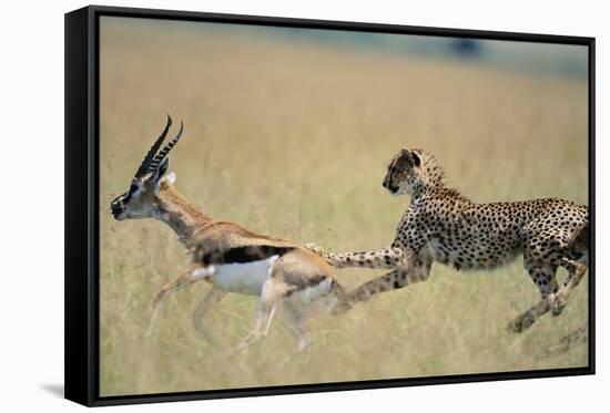 Cheetah Chasing Thomson's Gazelle-Paul Souders-Framed Stretched Canvas