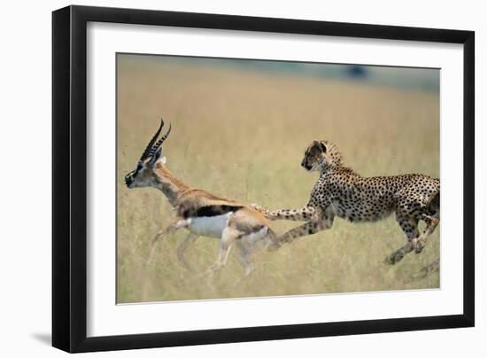 Cheetah Chasing Thomson's Gazelle-Paul Souders-Framed Premium Photographic Print