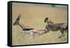 Cheetah Chasing Thomson's Gazelle-Paul Souders-Framed Stretched Canvas