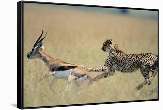 Cheetah Chasing Thomson's Gazelle-Paul Souders-Framed Stretched Canvas