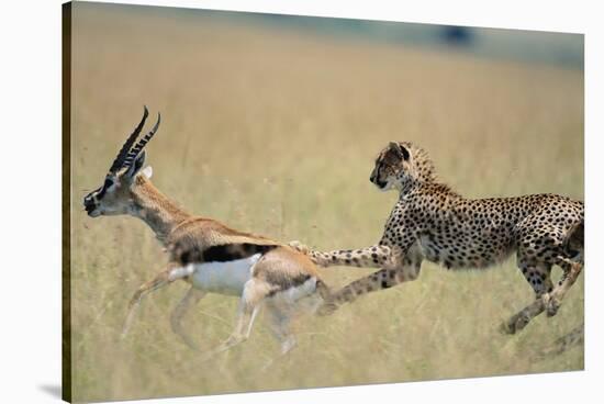 Cheetah Chasing Thomson's Gazelle-Paul Souders-Stretched Canvas