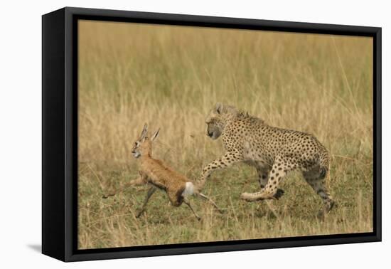 Cheetah Chasing Thomson's Gazelle-null-Framed Stretched Canvas