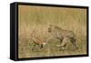 Cheetah Chasing Thomson's Gazelle-null-Framed Stretched Canvas