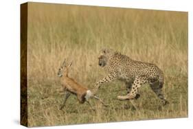 Cheetah Chasing Thomson's Gazelle-null-Stretched Canvas