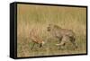 Cheetah Chasing Thomson's Gazelle-null-Framed Stretched Canvas