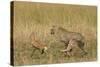 Cheetah Chasing Thomson's Gazelle-null-Stretched Canvas