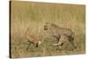 Cheetah Chasing Thomson's Gazelle-null-Stretched Canvas