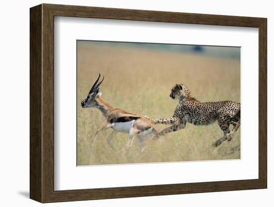 Cheetah Chasing Thomson's Gazelle-Paul Souders-Framed Photographic Print