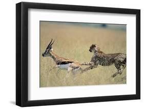 Cheetah Chasing Thomson's Gazelle-Paul Souders-Framed Photographic Print