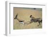 Cheetah Chasing Thomson's Gazelle-Paul Souders-Framed Photographic Print