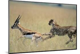 Cheetah Chasing Thomson's Gazelle-Paul Souders-Mounted Photographic Print