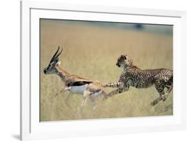 Cheetah Chasing Thomson's Gazelle-Paul Souders-Framed Photographic Print