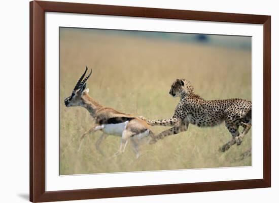 Cheetah Chasing Thomson's Gazelle-Paul Souders-Framed Photographic Print