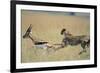 Cheetah Chasing Thomson's Gazelle-Paul Souders-Framed Photographic Print