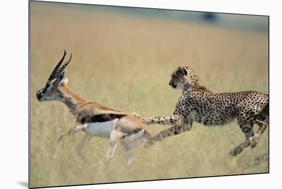 Cheetah Chasing Thomson's Gazelle-Paul Souders-Mounted Photographic Print