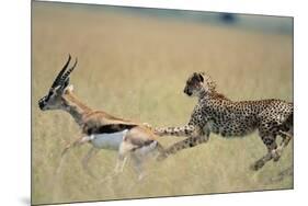 Cheetah Chasing Thomson's Gazelle-Paul Souders-Mounted Photographic Print