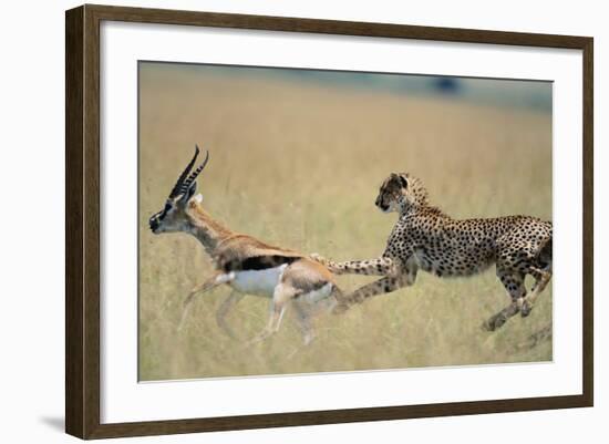 Cheetah Chasing Thomson's Gazelle-Paul Souders-Framed Photographic Print