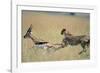 Cheetah Chasing Thomson's Gazelle-Paul Souders-Framed Photographic Print