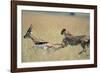 Cheetah Chasing Thomson's Gazelle-Paul Souders-Framed Photographic Print