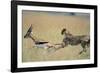 Cheetah Chasing Thomson's Gazelle-Paul Souders-Framed Photographic Print