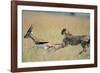 Cheetah Chasing Thomson's Gazelle-Paul Souders-Framed Photographic Print