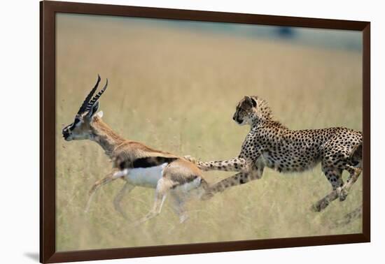 Cheetah Chasing Thomson's Gazelle-Paul Souders-Framed Photographic Print