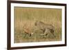 Cheetah Chasing Thomson's Gazelle-null-Framed Photographic Print