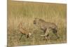 Cheetah Chasing Thomson's Gazelle-null-Mounted Photographic Print